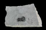 Peronopsis Agnostid Trilobite - Wheeler Shale, Utah #97166-1